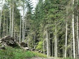 Rezerwat Szeroka w Beskidzie Małym